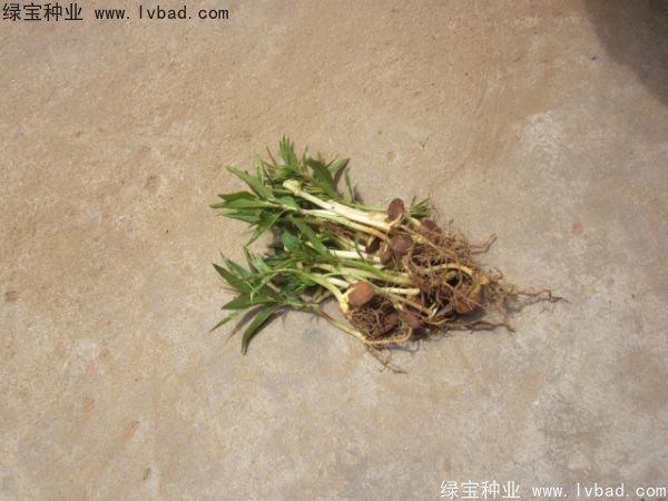 <a href='https://www.lvbad.com/linmuzhongzi/1723.html' target='_blank'>桃树</a><a href='https://www.lvbad.com/' target='_blank'>种子</a>