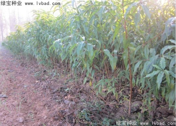 <a href='https://www.lvbad.com/linmuzhongzi/1723.html' target='_blank'>桃树种子</a>