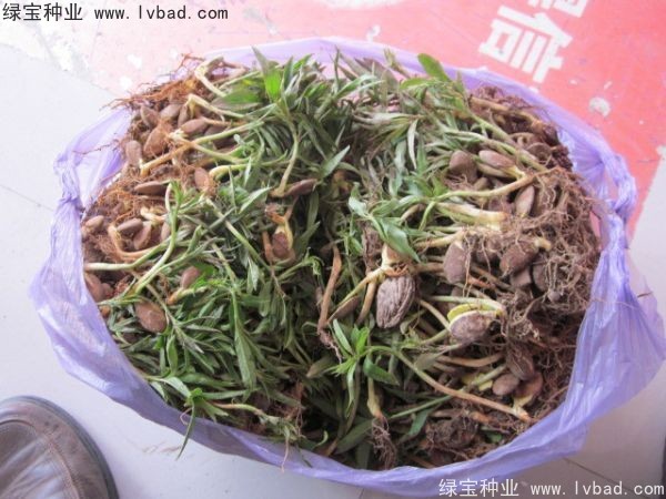 <a href='https://www.lvbad.com/linmuzhongzi/1723.html' target='_blank'>桃树</a><a href='https://www.lvbad.com/' target='_blank'>种子</a>