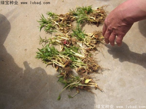 <a href='https://www.lvbad.com/linmuzhongzi/1723.html' target='_blank'>桃树种子</a>