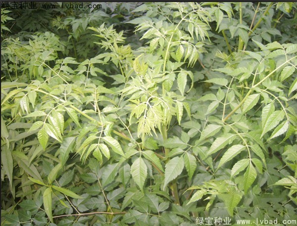苦楝<a href='https://www.lvbad.com/' target='_blank'>种子</a>