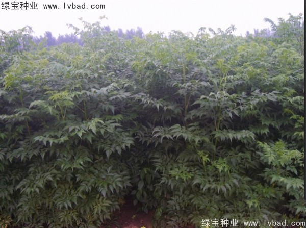 <a href='https://www.lvbad.com/linmuzhongzi/1725.html' target='_blank'>苦楝</a><a href='https://www.lvbad.com/' target='_blank'>种子</a>