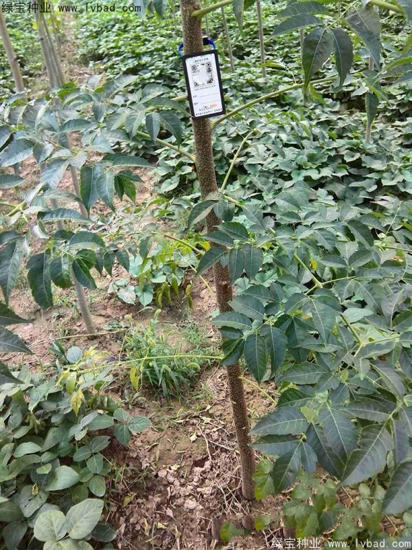 苦楝种子