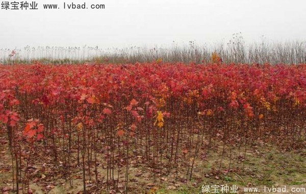 <a href='https://www.lvbad.com/linmuzhongzi/1726.html' target='_blank'>日本红枫种子</a>