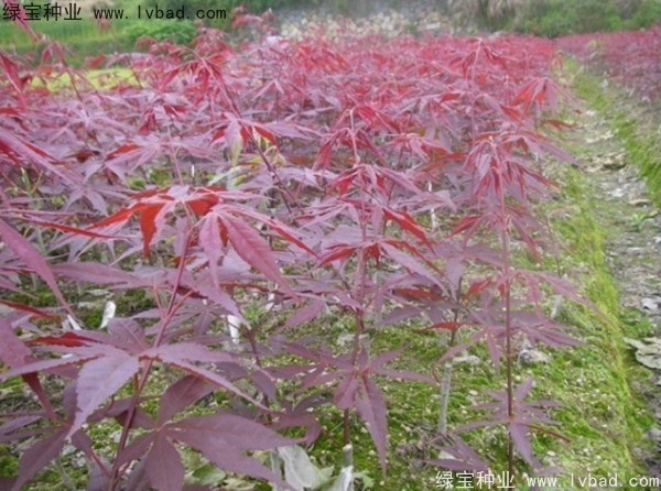 日本<a href='https://www.lvbad.com/linmuzhongzi/1706.html' target='_blank'>红枫</a><a href='https://www.lvbad.com/' target='_blank'>种子</a>