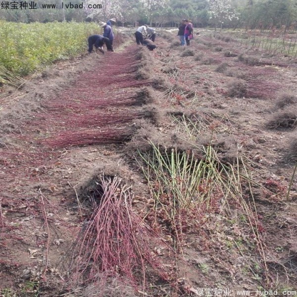 日本<a href='https://www.lvbad.com/linmuzhongzi/1706.html' target='_blank'>红枫种子</a>
