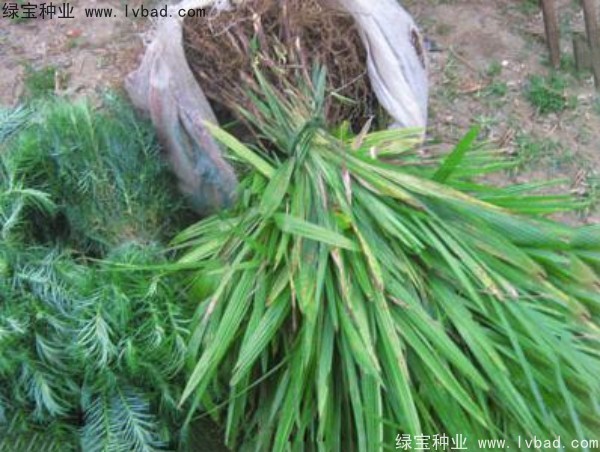 <a href='https://www.lvbad.com/linmuzhongzi/1727.html' target='_blank'>棕榈种子</a>
