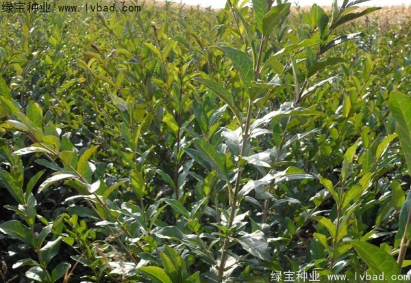 <a href='https://www.lvbad.com/linmuzhongzi/1728.html' target='_blank'>水腊</a>