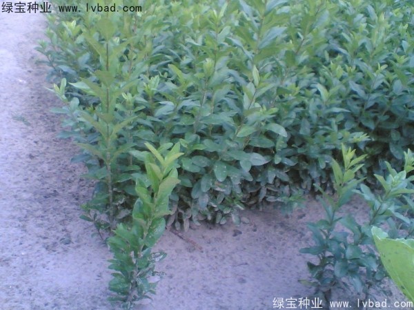 <a href='https://www.lvbad.com/linmuzhongzi/1728.html' target='_blank'>水腊种子</a>