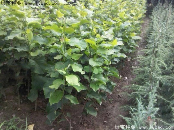 <a href='https://www.lvbad.com/linmuzhongzi/1729.html' target='_blank'>紫玉兰种子</a>