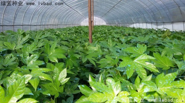 <a href='https://www.lvbad.com/linmuzhongzi/1730.html' target='_blank'>八角金盘种子</a>