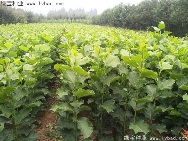 <a href='https://www.lvbad.com/linmuzhongzi/1731.html' target='_blank'>白玉兰种子</a>