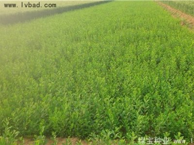 水蜡种子