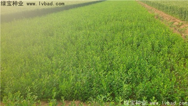 <a href='https://www.lvbad.com/linmuzhongzi/1732.html' target='_blank'>水蜡种子</a>