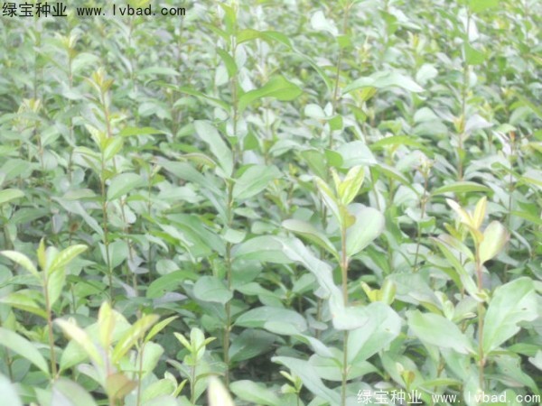 <a href='https://www.lvbad.com/linmuzhongzi/1732.html' target='_blank'>水蜡种子</a>
