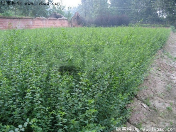 <a href='https://www.lvbad.com/linmuzhongzi/1732.html' target='_blank'>水蜡种子</a>
