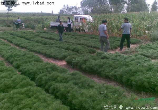 油松<a href='https://www.lvbad.com/' target='_blank'>种子</a>