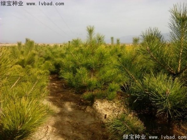 <a href='https://www.lvbad.com/linmuzhongzi/1733.html' target='_blank'>油松种子</a>