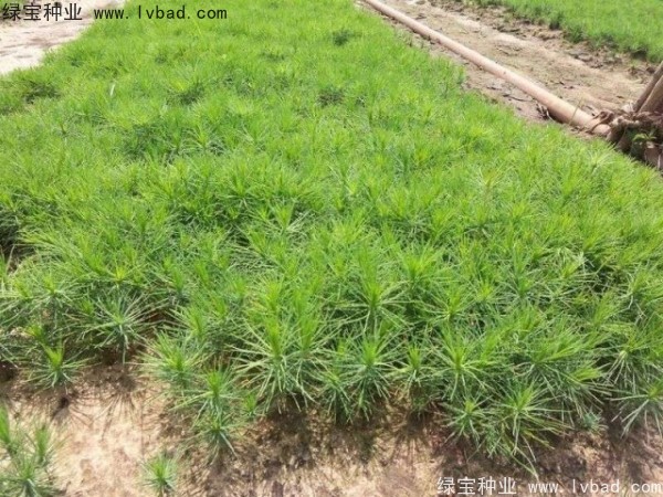 <a href='https://www.lvbad.com/linmuzhongzi/1733.html' target='_blank'>油松</a><a href='https://www.lvbad.com/' target='_blank'>种子</a>