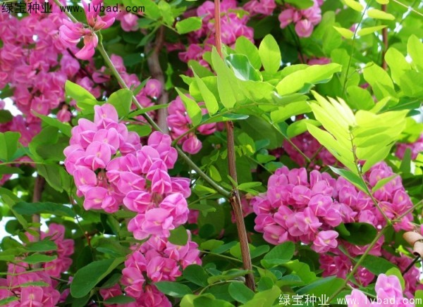 <a href='https://www.lvbad.com/linmuzhongzi/1734.html' target='_blank'>红花槐</a>种子