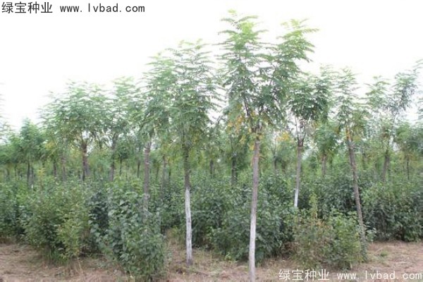 红花槐种子