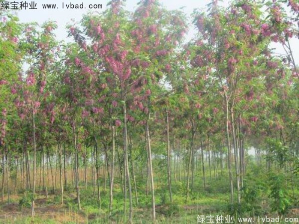 <a href='https://www.lvbad.com/yaocaizhongzi/2335.html' target='_blank'>红花</a>槐种子