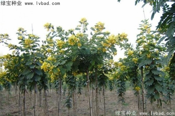 <a href='https://www.lvbad.com/linmuzhongzi/1735.html' target='_blank'>黄花槐种子</a>