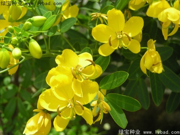 黄花槐种子