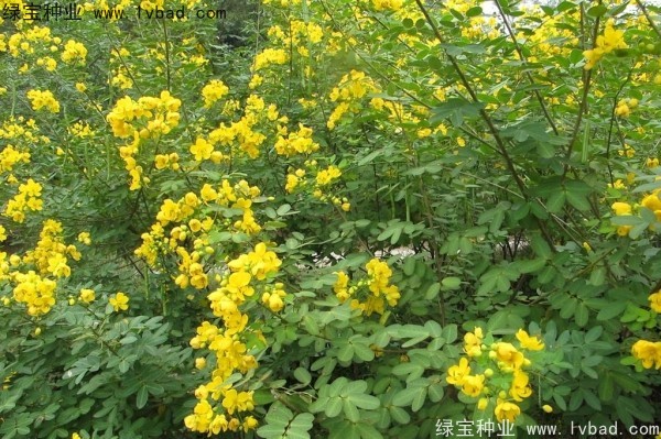 黄花槐种子