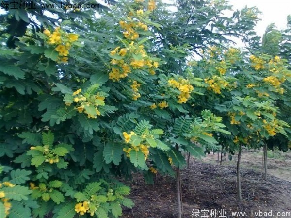 黄花槐种子