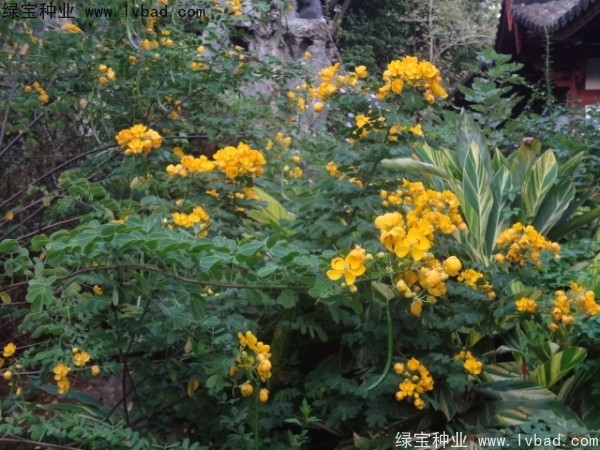 黄花槐种子