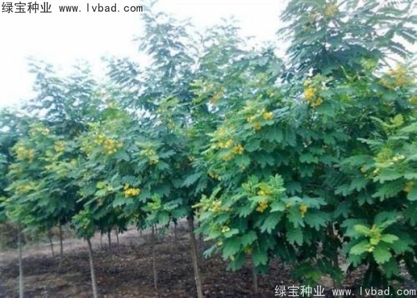 <a href='https://www.lvbad.com/linmuzhongzi/1735.html' target='_blank'>黄花槐种子</a>