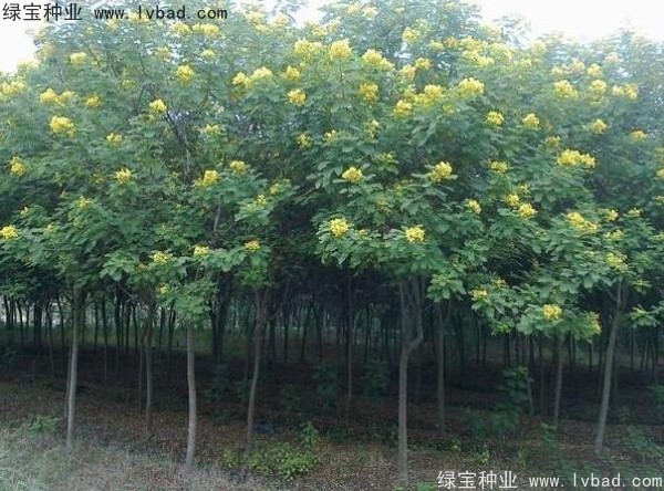 <a href='https://www.lvbad.com/linmuzhongzi/1735.html' target='_blank'>黄花槐种子</a>