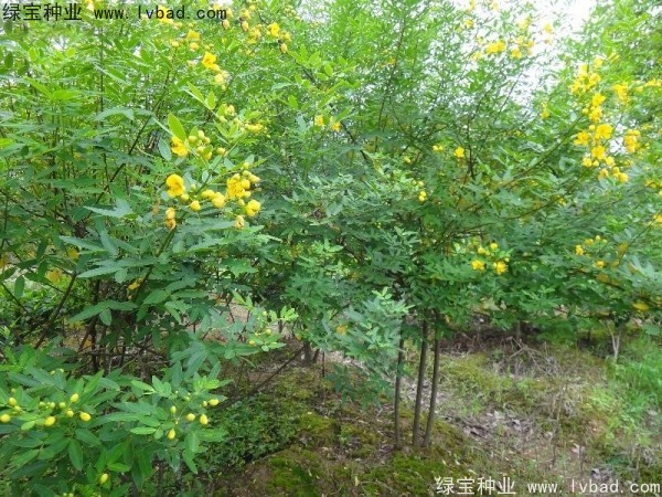 黄花槐<a href='https://www.lvbad.com/' target='_blank'>种子</a>