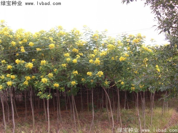 黄花槐<a href='https://www.lvbad.com/' target='_blank'>种子</a>