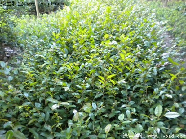<a href='https://www.lvbad.com/linmuzhongzi/1736.html' target='_blank'>中华蚊母种子</a>