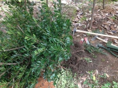 中华蚊母种子