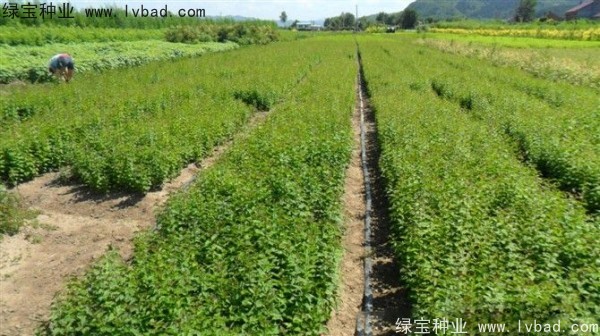 暴马<a href='https://www.lvbad.com/linmuzhongzi/1713.html' target='_blank'>丁香</a><a href='https://www.lvbad.com/' target='_blank'>种子</a>