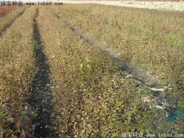 <a href='https://www.lvbad.com/linmuzhongzi/1737.html' target='_blank'>暴马丁香种子</a>