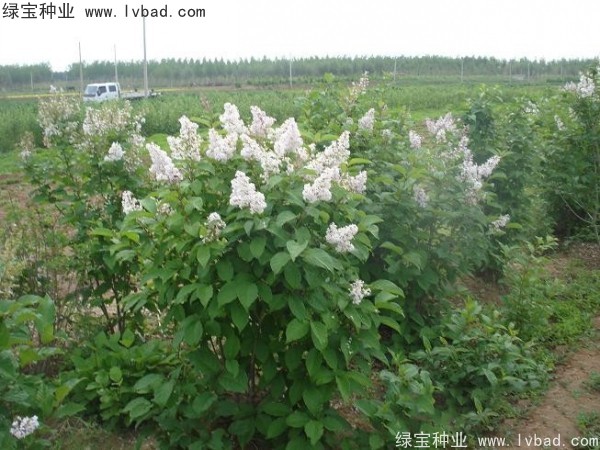 暴马<a href='https://www.lvbad.com/linmuzhongzi/1713.html' target='_blank'>丁香种子</a>