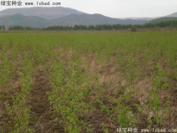 白桦<a href='https://www.lvbad.com/' target='_blank'>种子</a>