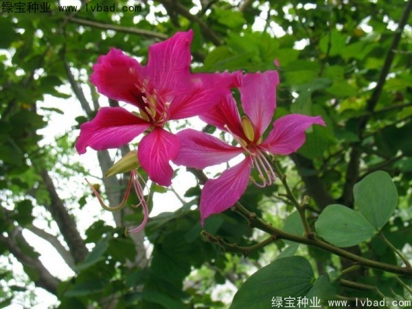 <a href='https://www.lvbad.com/linmuzhongzi/1739.html' target='_blank'>羊蹄甲种子</a>