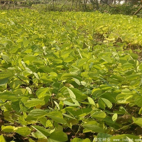 羊蹄甲<a href='https://www.lvbad.com/' target='_blank'>种子</a>
