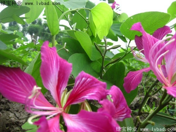 <a href='https://www.lvbad.com/linmuzhongzi/1739.html' target='_blank'>羊蹄甲种子</a>