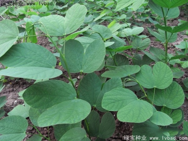 <a href='https://www.lvbad.com/linmuzhongzi/1739.html' target='_blank'>羊蹄甲</a><a href='https://www.lvbad.com/' target='_blank'>种子</a>