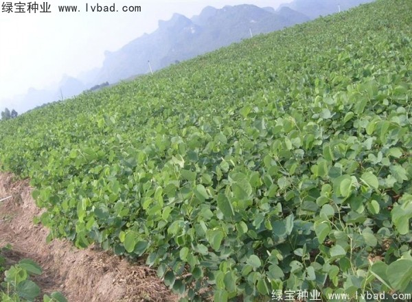 <a href='https://www.lvbad.com/linmuzhongzi/1739.html' target='_blank'>羊蹄甲种子</a>
