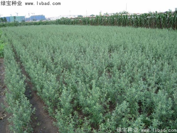 <a href='https://www.lvbad.com/linmuzhongzi/1740.html' target='_blank'>沙棘种子</a>