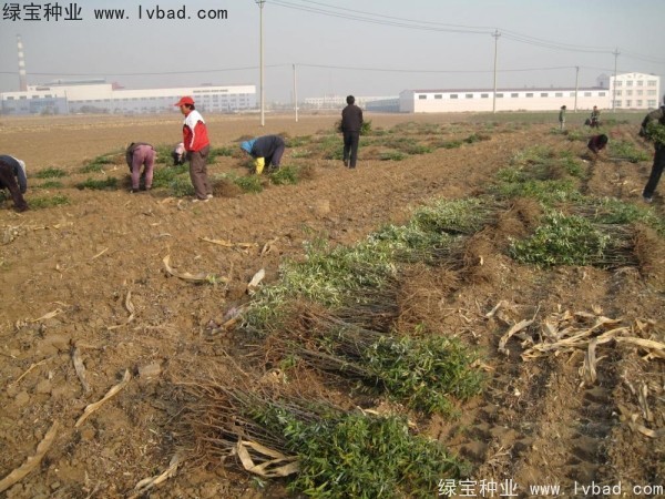 沙棘<a href='https://www.lvbad.com/' target='_blank'>种子</a>