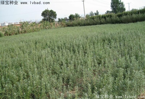 沙棘<a href='https://www.lvbad.com/' target='_blank'>种子</a>