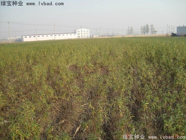 <a href='https://www.lvbad.com/linmuzhongzi/1740.html' target='_blank'>沙棘种子</a>